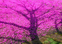 シバザクラ（芝桜）