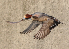 カップルで飛行～ヒドリガモ（緋鳥鴨）