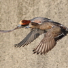 カップルで飛行～ヒドリガモ（緋鳥鴨）