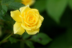 薔薇の微笑み