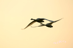 夕暮れの飛行