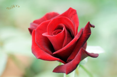 薔薇