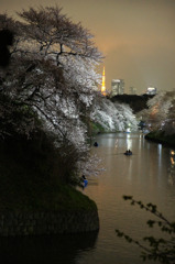 千鳥ヶ淵の夜景
