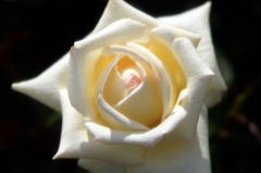 薔薇