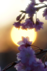 日暮れのしだれ桜