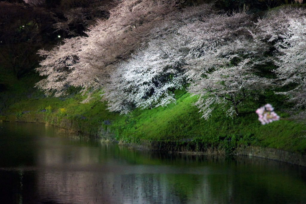 堀の夜桜