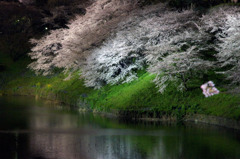 堀の夜桜