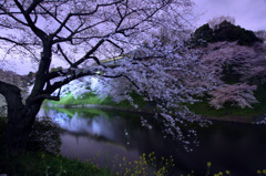 堀の夜桜２