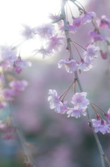 枝垂れ桜２