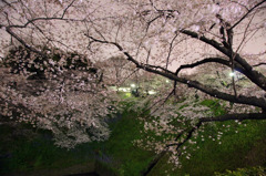 夜桜満開