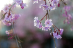 枝垂れ桜
