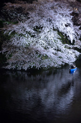 夜桜
