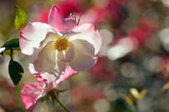薔薇