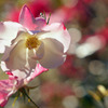 薔薇