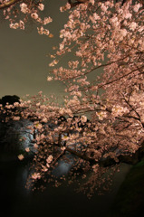 LEDライトアップの桜