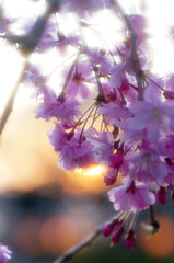 日暮れのしだれ桜２