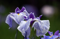 花菖蒲