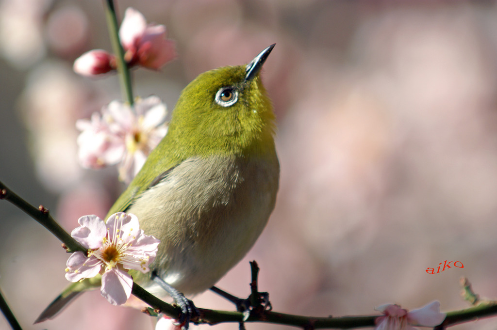 春よ恋
