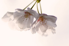 桜の訪れ