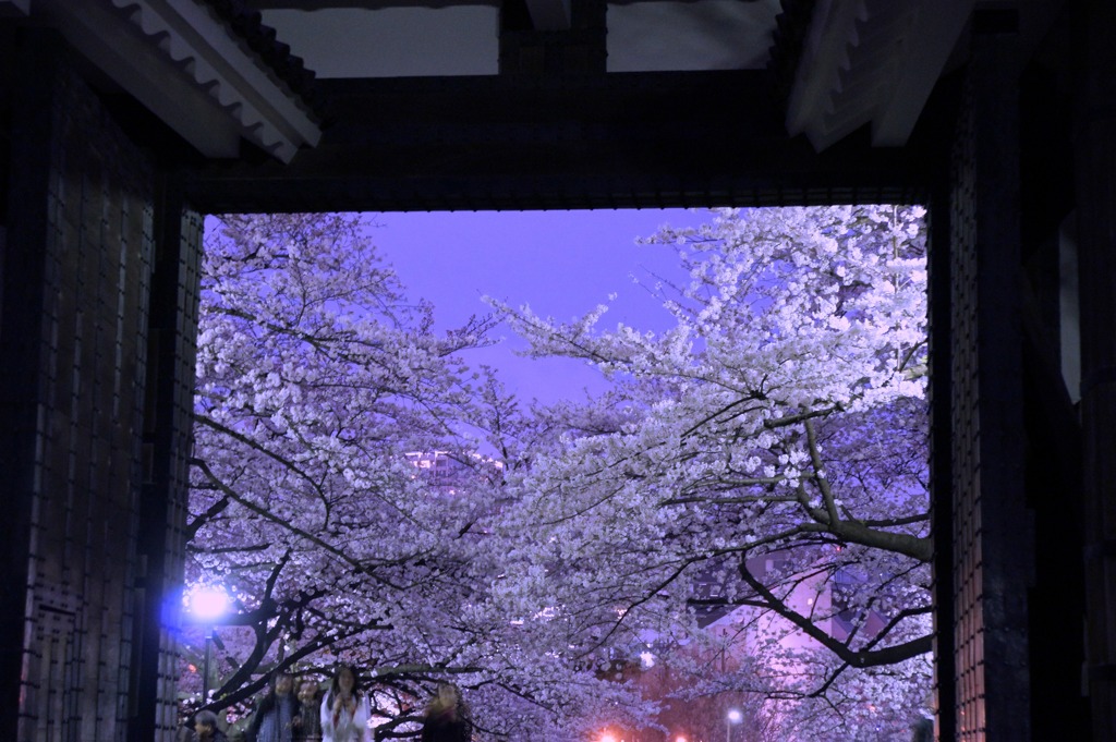 さくらの門