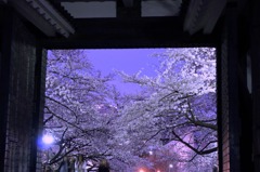 さくらの門