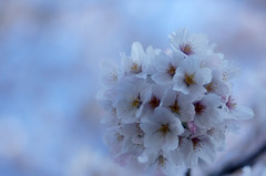 淡い桜