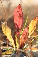 IMG_7287a