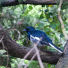 台湾の青い鳥