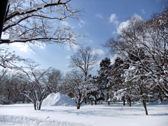 雪の木々