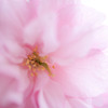 八重桜