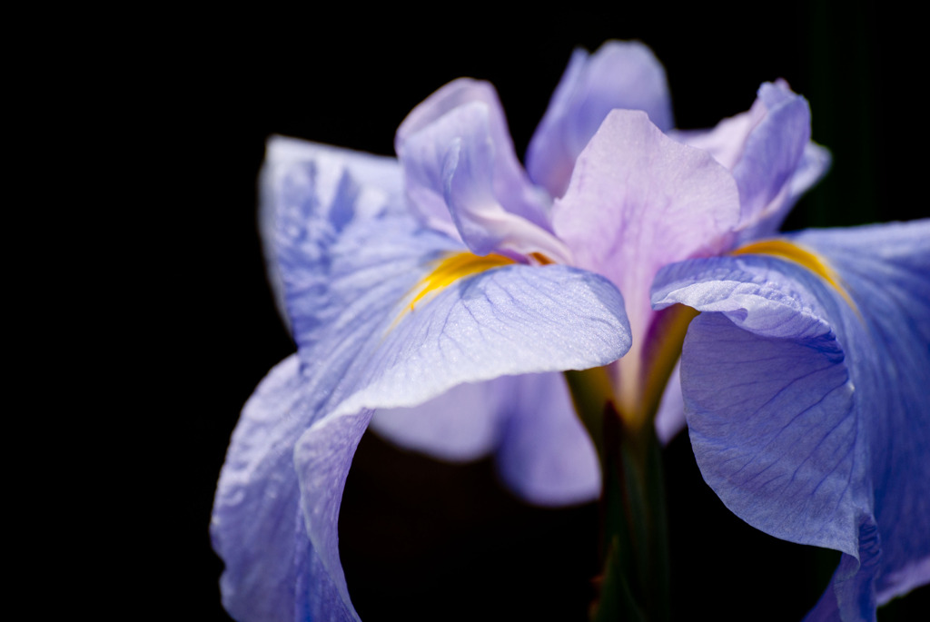 花菖蒲