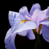 花菖蒲
