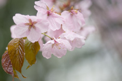 雨桜