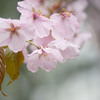 雨桜