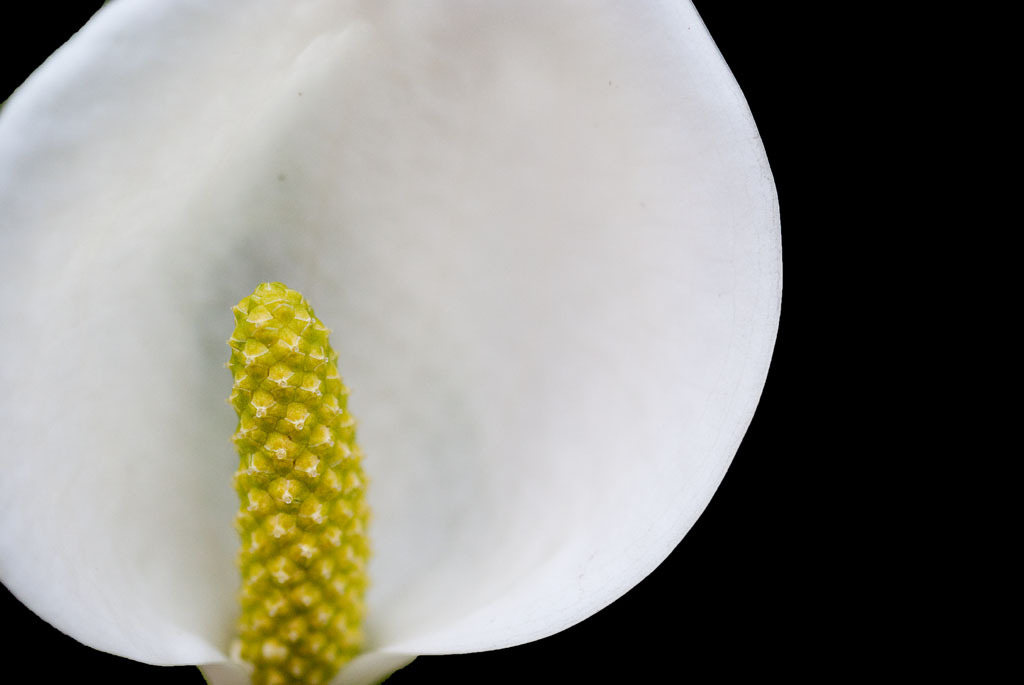 水芭蕉