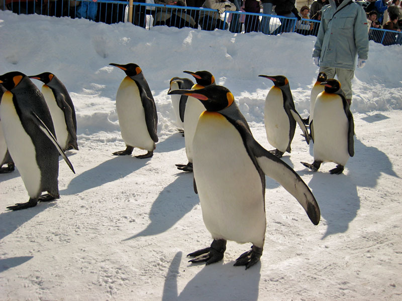 ペンギンがトコトコと