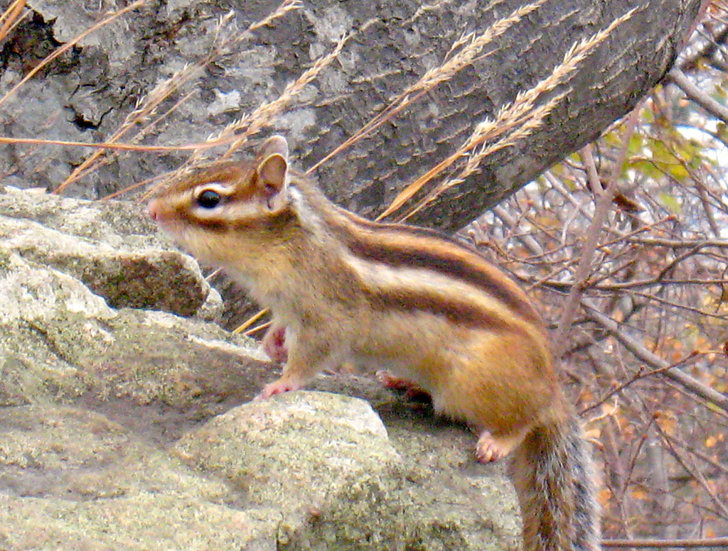 エゾシマリス