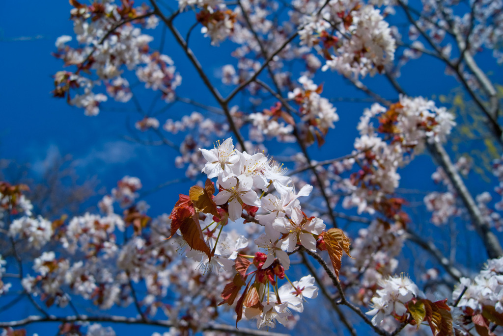 青空と桜