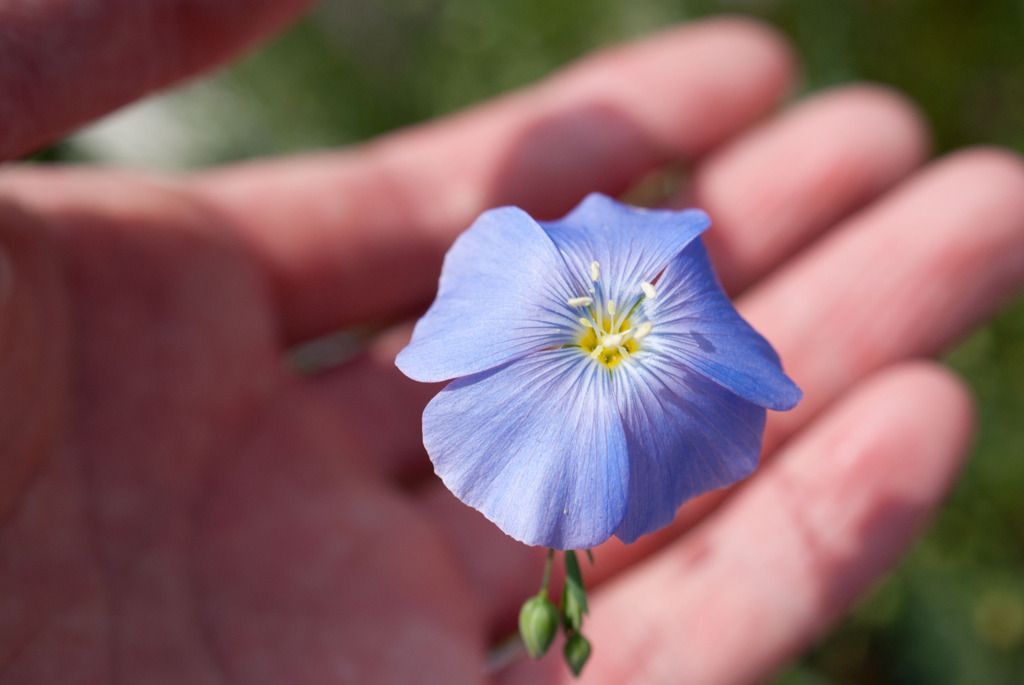 アマの花揺れないで