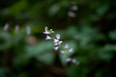 夏のちいさな花