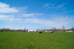 北大農場の風景
