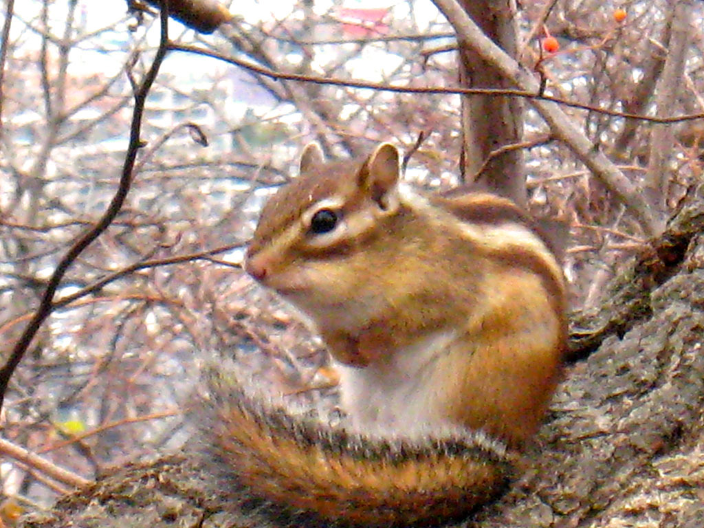 エゾシマリス