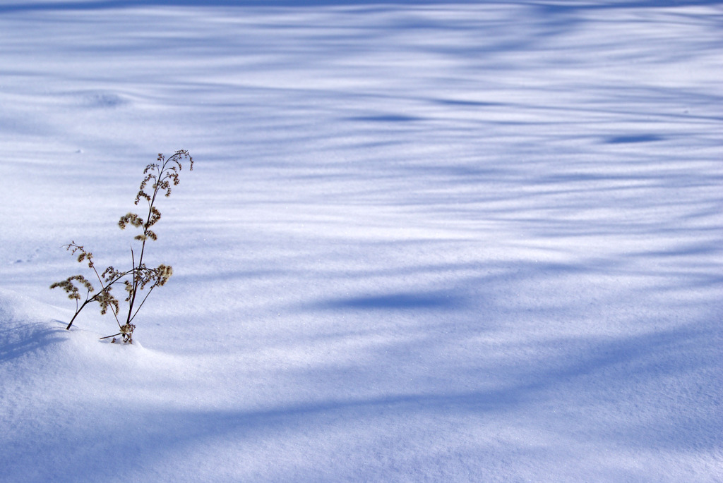 雪原
