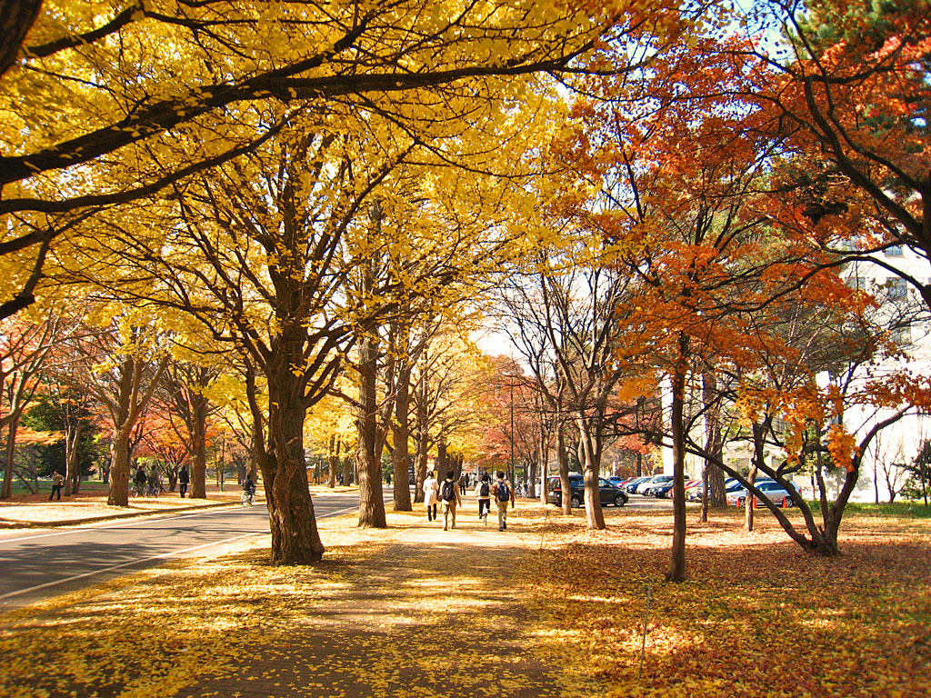 紅葉の並木