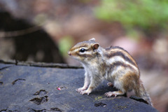 はっけよいシマリス