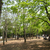 春の円山公園