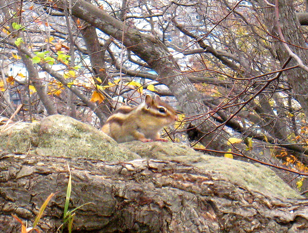 岩からシマリス