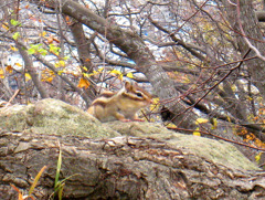 岩からシマリス