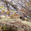 岩からシマリス