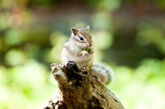 幼いシマリス